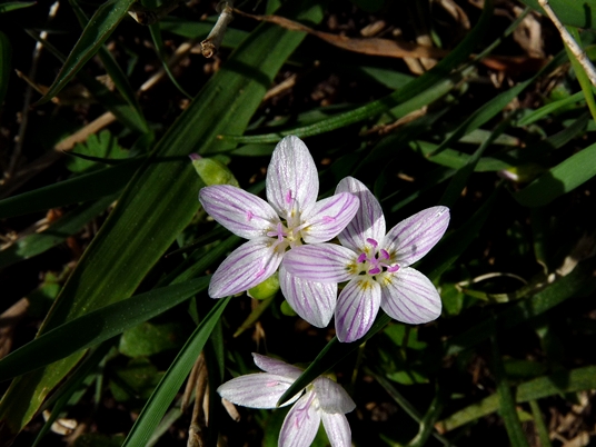 {Claytonia virginica}